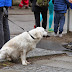 2015_03_29 GRISELØBET 2 2015_03_29 GRISELØBET 2