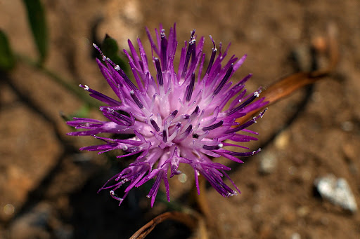 Centaurea gallaecica