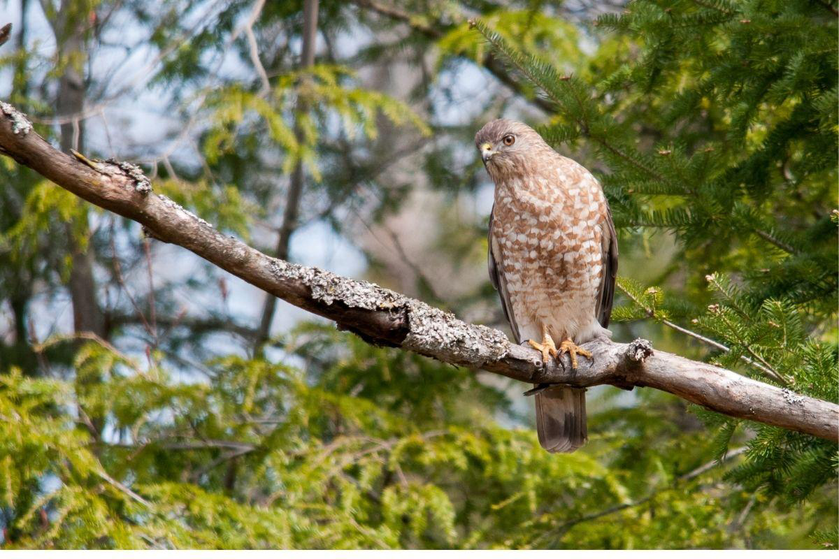 Broad Winged Hawk