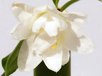 白色　八重　蓮華咲き　中輪