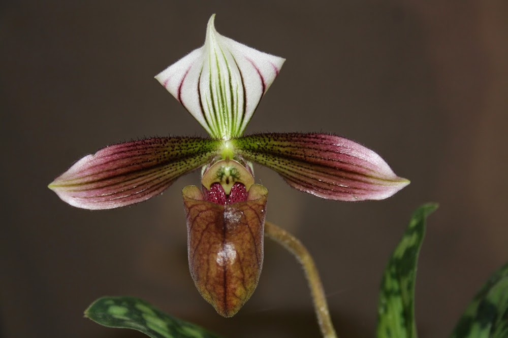 Paphiopedilum purpuratum IMG_3086