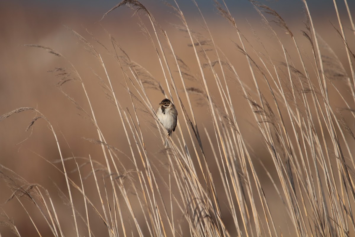 Reed Bunting