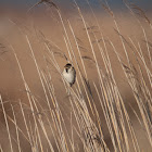 Reed Bunting