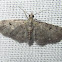 Common Eupithecia Moth