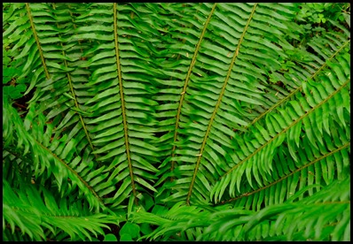 ferns