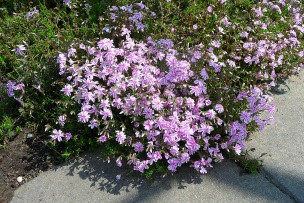 Floks szydlasty Phlox subulata