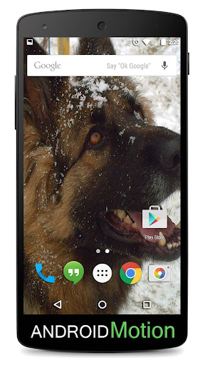 German Sheperd Background