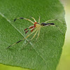 Lyssomanes Jumping Spider (male)