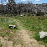 Snow Gums near the road (96979)