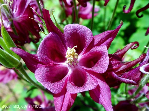 Columbine Flower Photo By Aquariann