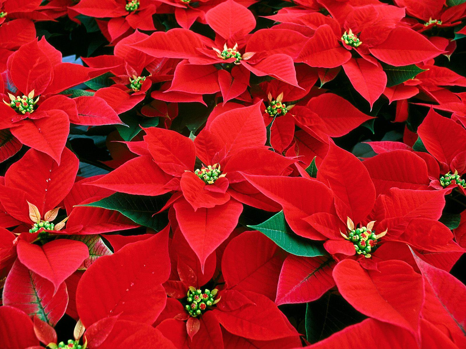 Poinsettia Plants