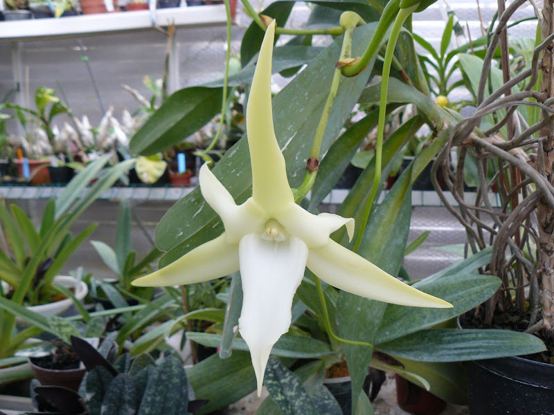 Angraecum sesquipedale P1030316