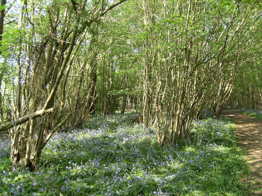 DSCF7490 Bluebells in Birchden Wood