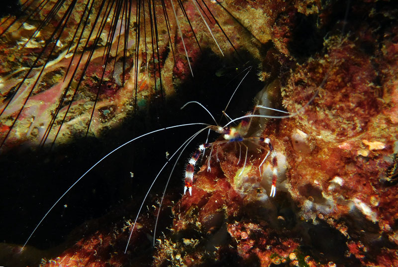 Banded cleaner shrimp