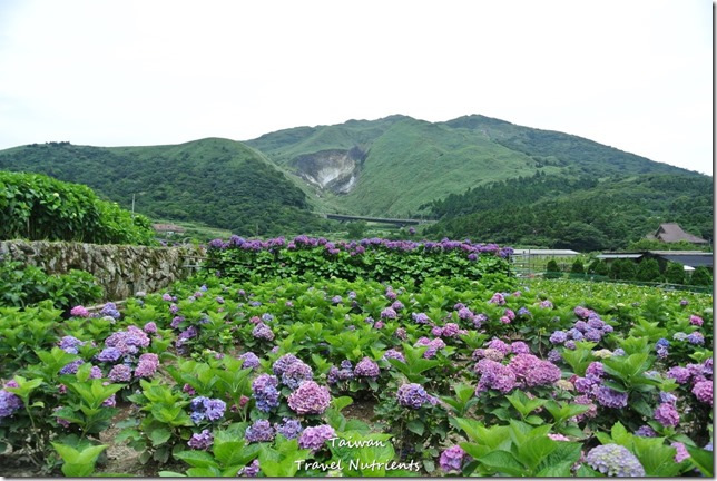 陽明山繡球花 (20)