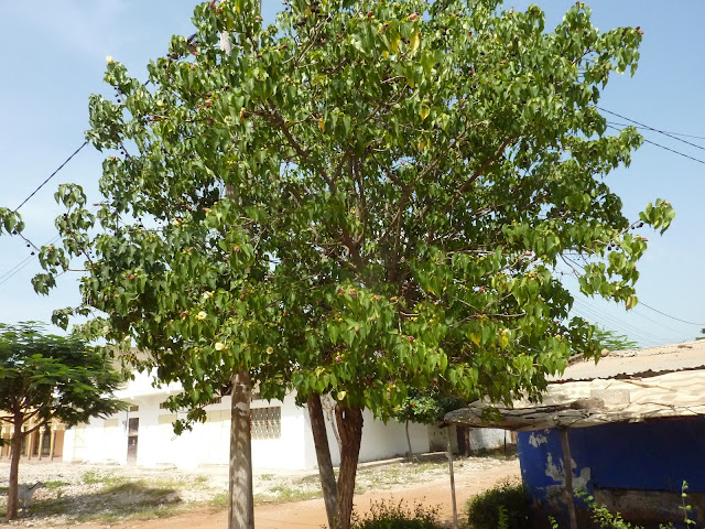 Arbre du Sénégal !!! P1030261