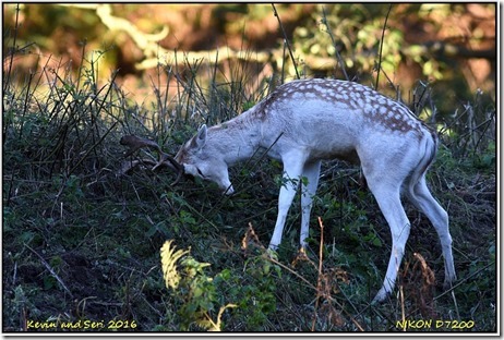 Bradgate Park - October