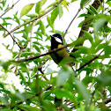 Green Backed Tit