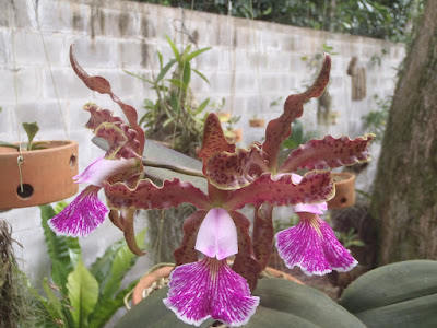 Cattleya schilleriana P8201236