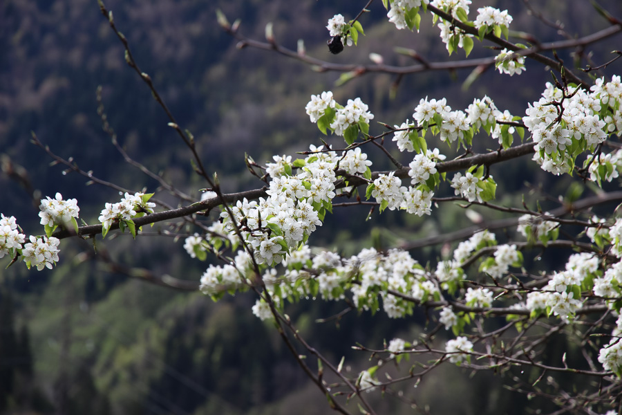 Грузинский экспресс: Тбилиси, Казбеги, Сванетия. Первомай 2015 Грузинский экспресс: Тбилиси, Казбеги, Сванетия. Первомай 2015
