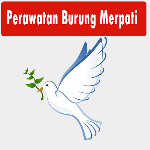 Android application Perawatan Burung Merpati screenshort