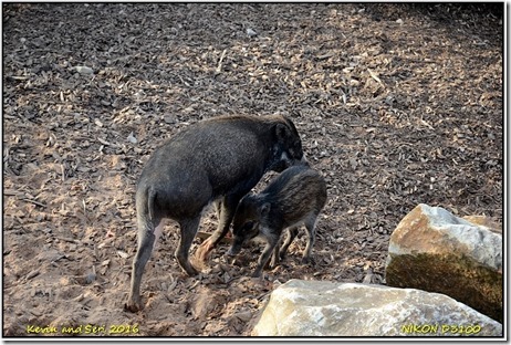 Chester Zoo - October