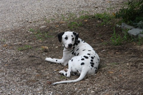 [RESERVE]DALOZ - dalmatien M - 2 ans - en FA (dpt 75) - asso dalmaSF IMG_9120