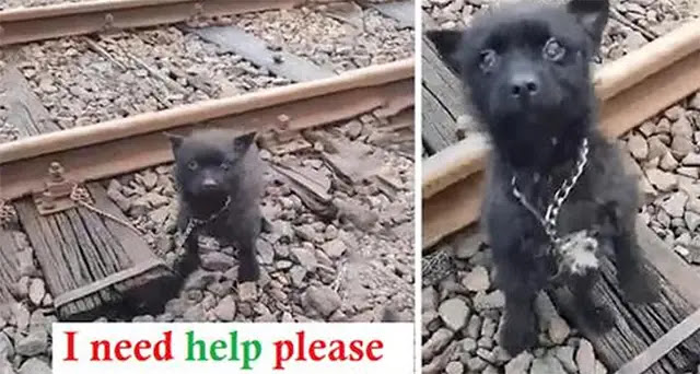 Cute Puppy Rescued From Near Death On Train Tracks Finds Loving Home