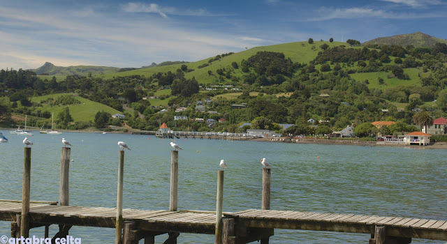 AKAROA Y CHRISTCHURCH. SE ACABA EL VIAJE :-( - NUEVA ZELANDA EN AUTOCARAVANA. UN VIAJE DE ENSUEÑO (2)