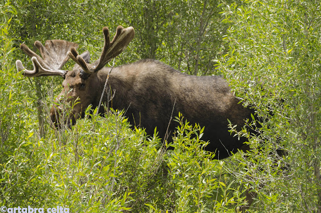 GRAND TETON NATIONAL PARK (WYOMING, USA), Naturaleza-USA (41)