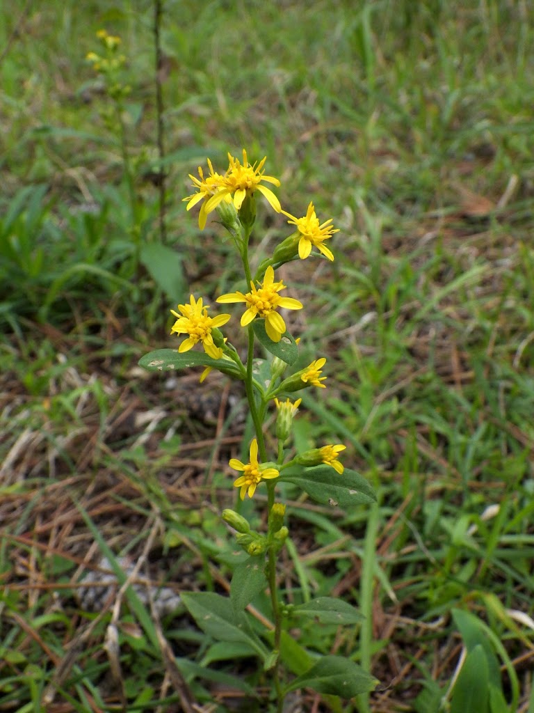 アキノキリンソウ Solidago Virgaurea Subsp Asiatica Familiar Flowers 2