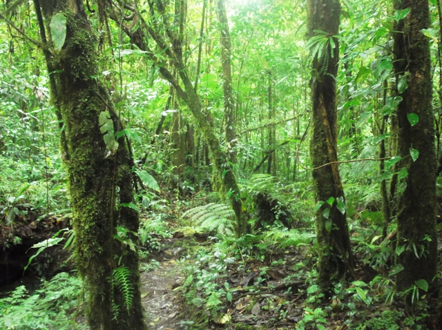 Monteverde - Santa Elena - En solitario por Centro América (8)