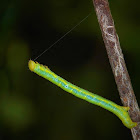 Geometer Moth Caterpillar