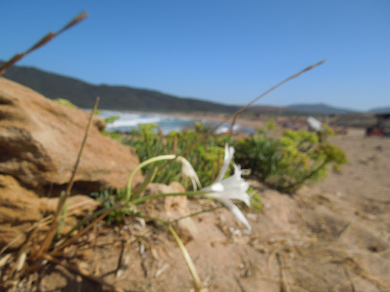 Bellezza tra le dune di Agocentrico