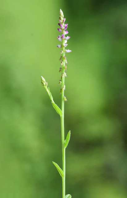 Salamonia ciliata Ratnagiri, Maharashtra India