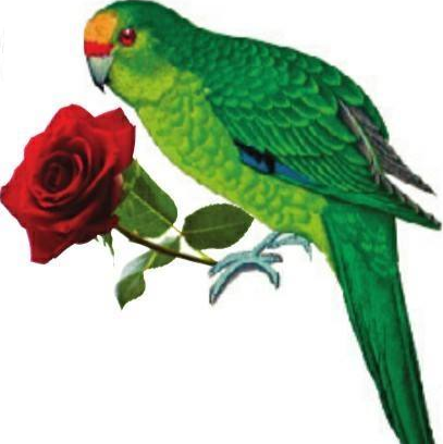 Kakariki Flowers - Ashburtons Favourite Florist logo