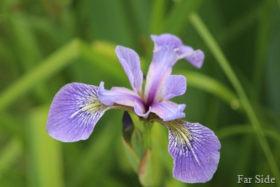 Iris at the lake