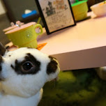 ra.a.g.f. bunny rabbit cafe in Harajuku, Tokyo in Harajuku, Japan 