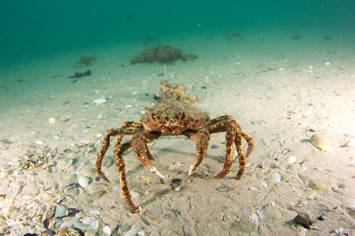 Giant Spider Crabs, um exército no fundo do mar