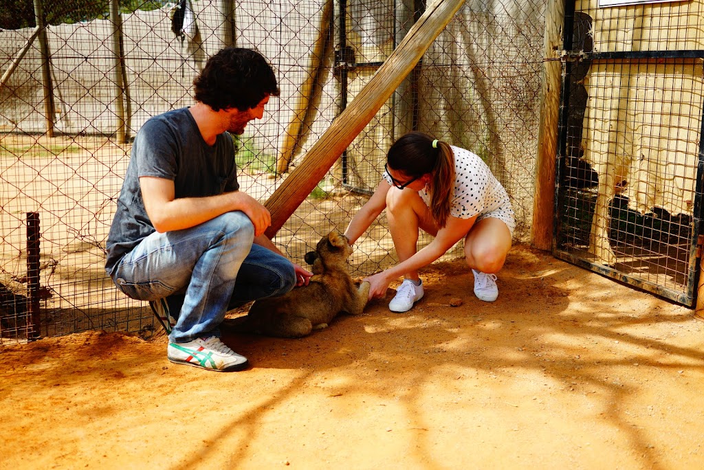 cheetah, ostrich, jiraffe and cub interaction at Lion Park, Johannesburg