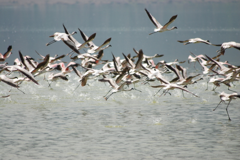 El zoo más grande del mundo - Kenya (2009) - Blogs de Kenia - Lagos Nakuru y Bogoria (30 de junio-1 de julio de 2009) (21)