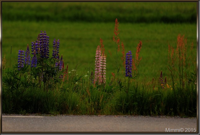 lupin