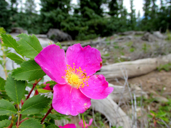 Wild roses