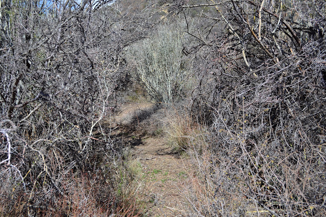 thorny tangle of dead branches