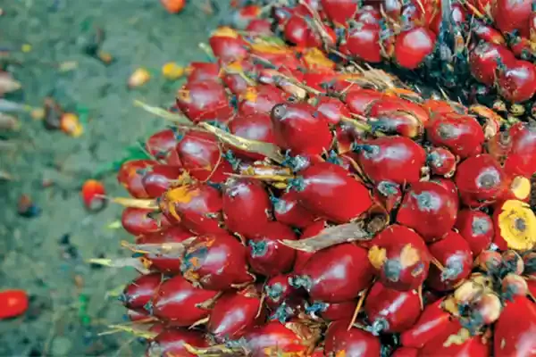 Kualitas tandan buah segar (TBS) kelapa sawit