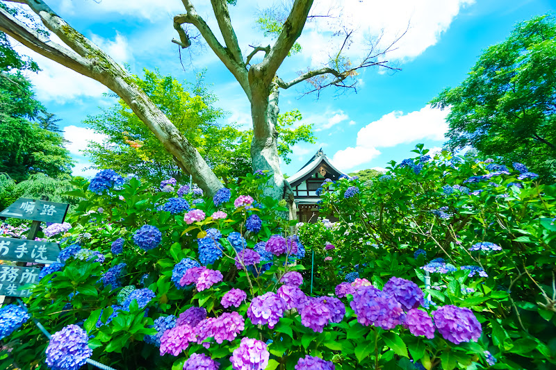 Hydrangea flowers at Hondo-ji Temple2