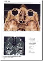 138 Cavidade Nasal