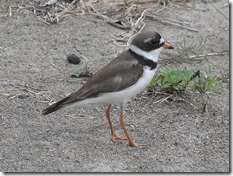 bayoffundy.ca-SEABIRDS 40 Good reasons to protect the Bay of Fundy.pdf - Adobe Acrobat Professio