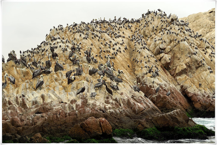 Paracas - Mucho Perú: cultura, aventura, gastronomía y naturaleza... impresionante! (10)