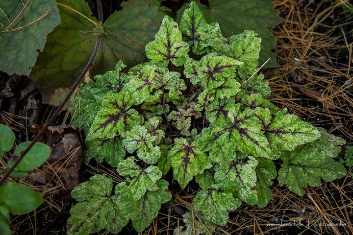 Tiarella Mystic Mist Tiarella-mystic-mist-131008-99rm